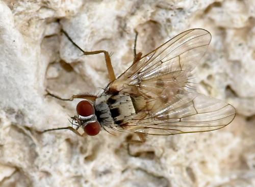 Réf. 346 012 : Helina clara