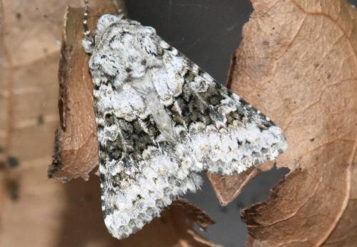 Réf. 346 794 : Hecatera bicolorata