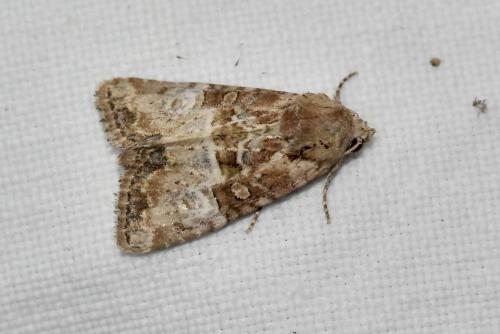Réf. 346 895 : Mesoligia furuncula