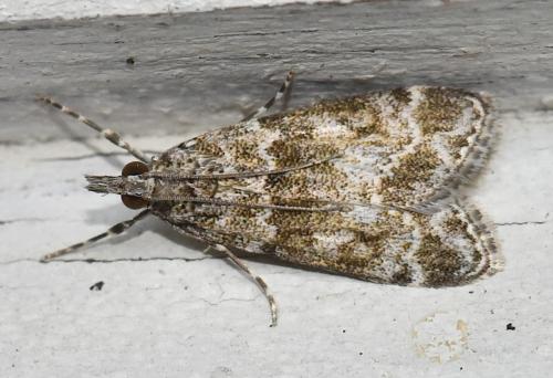 Eudonia mercurella