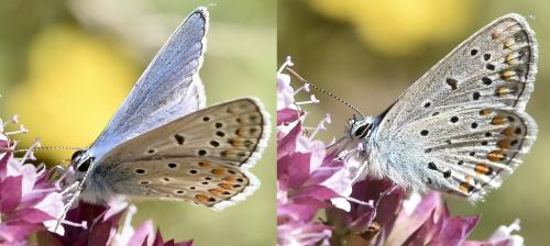 Polyommatus icarus