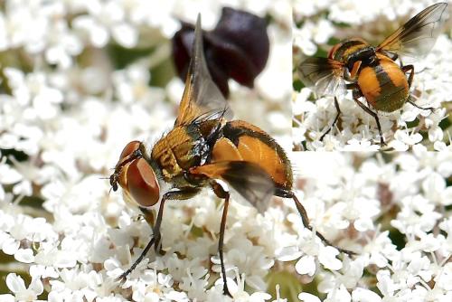 Réf. 346 361 : Ectophasia sp.