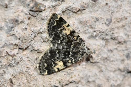 Idia calvaria