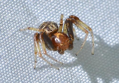 Réf. 346 062 : Xysticus lanio