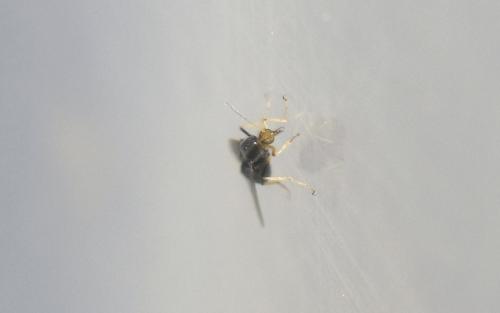 Atrichopogon sp.