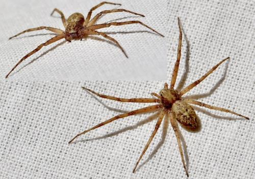 Réf. 346 364 : Philodromus sp.