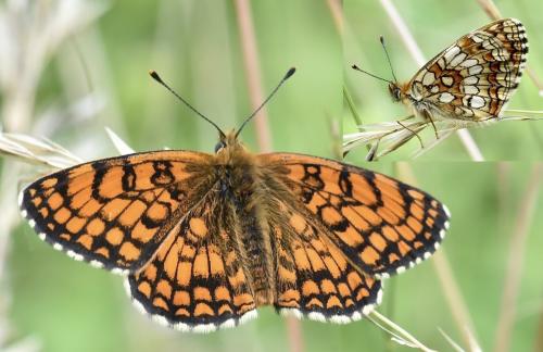 Réf. 346 514 : Melitaea sp.