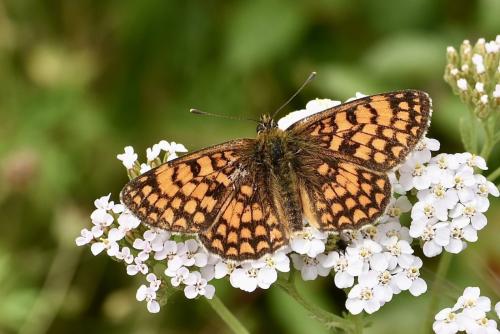 Réf. 346 517 : Melitaea sp.