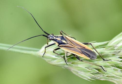 Réf. 346 081 : Leptopterna dolabrata