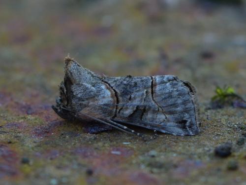 Abrostola tripartita