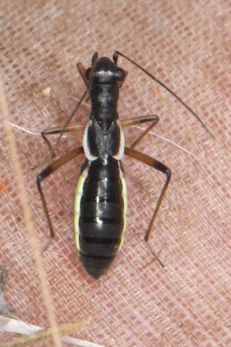 Réf. 346 107 : Pithanus marshalli