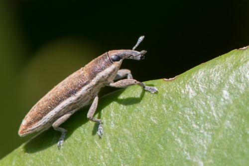 Réf. 346 574 : Lixus sp.