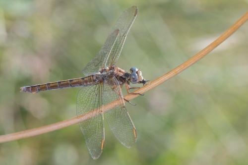 Orthetrum coerulescens