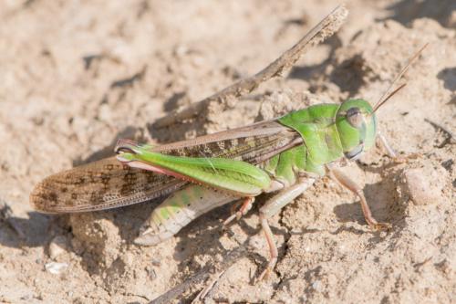 Réf. 346 803 : Locusta migratoria