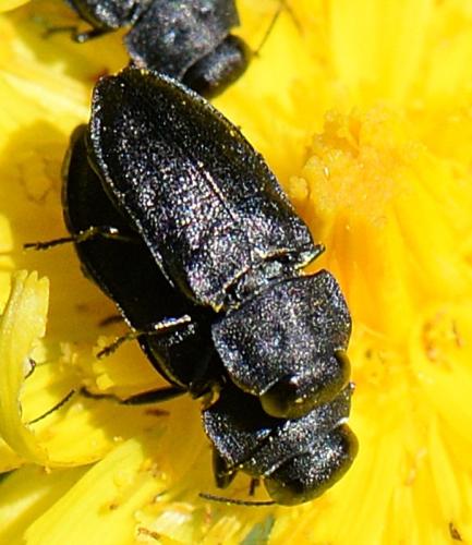 Réf. 346 206 : Anthaxia quadripunctata