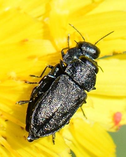 Réf. 346 208 : Anthaxia quadripunctata