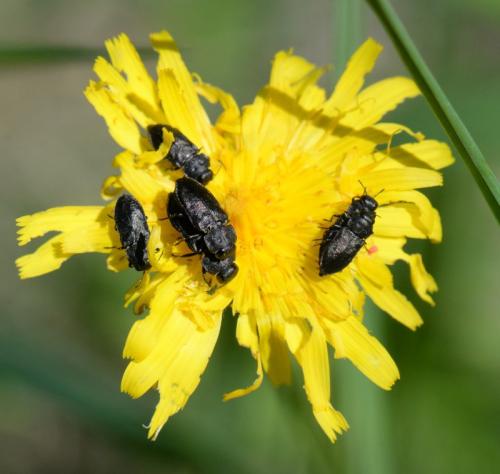 Réf. 346 207 : Anthaxia quadripunctata
