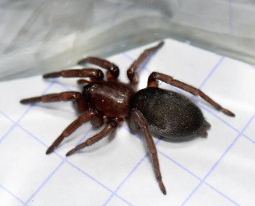 Réf. 346 791 : Scotophaeus sp.