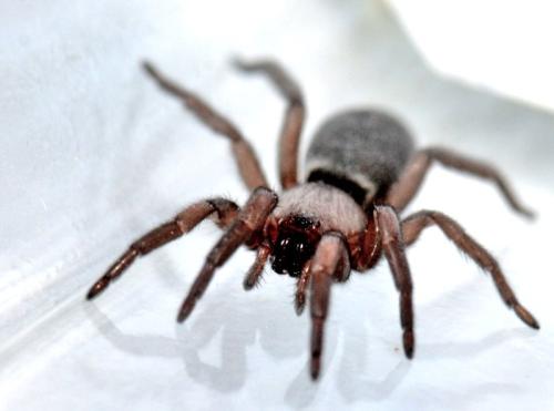 Scotophaeus sp.