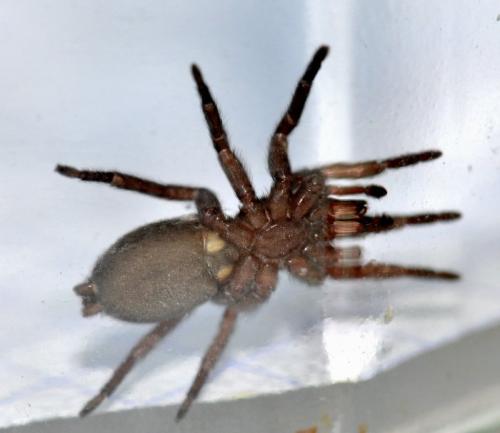 Scotophaeus sp.