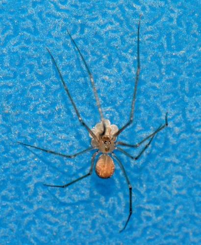 Réf. 346 903 : Spermophora senoculata