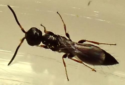 Réf. 346 545 : Laelius sp.