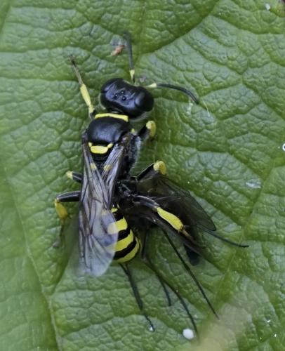 Réf. 346 597 : Crossocerus sp.