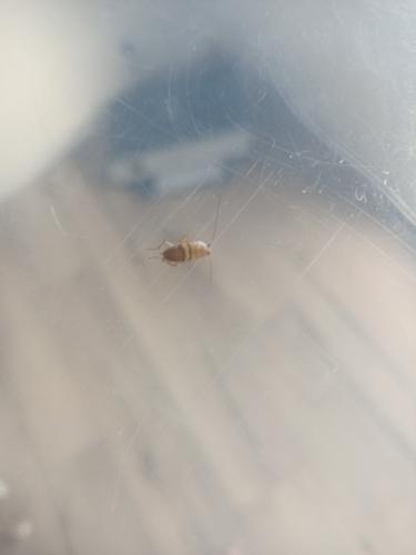 Planuncus vinzi