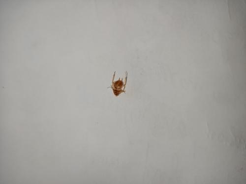 Réf. 346 600 : Planuncus vinzi