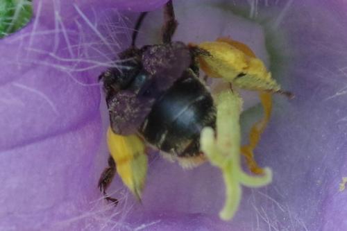 Melitta haemorrhoidalis