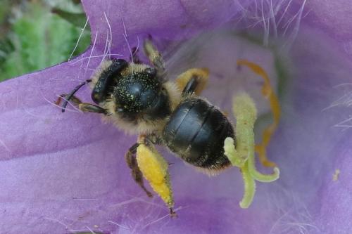 Melitta haemorrhoidalis