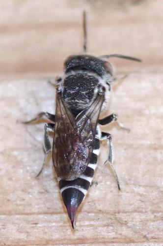 Coelioxys echinata