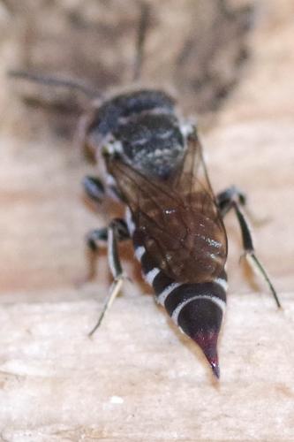 Réf. 346 553 : Coelioxys echinata
