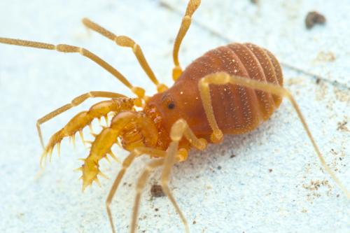 Holoscotolemon oreophilum