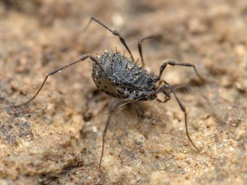 Réf. 346 995 : Centetostoma centetes