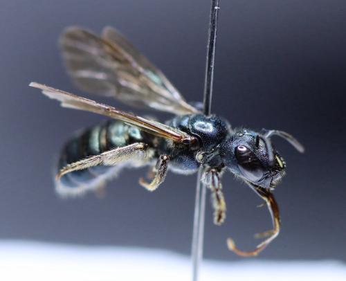 Réf. 346 909 : Ceratina chalybea