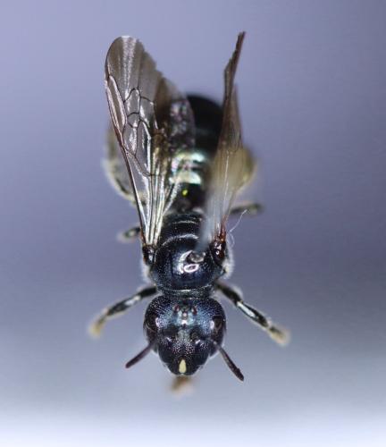 Réf. 346 911 : Ceratina chalybea