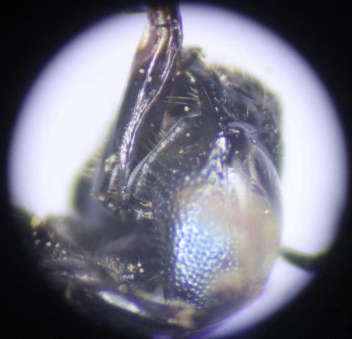 Réf. 346 912 : Ceratina chalybea