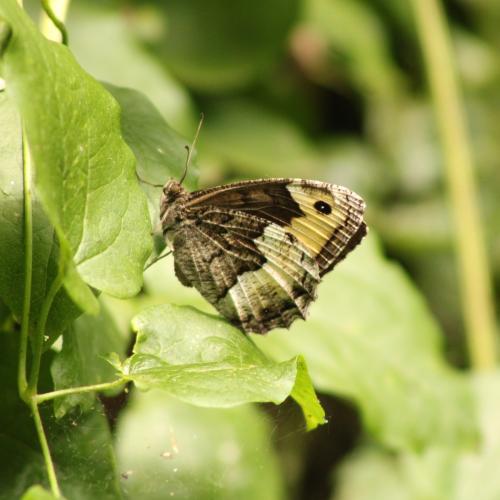 Réf. 346 059 : Hipparchia sp.