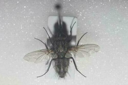 Zeuxia cinerea