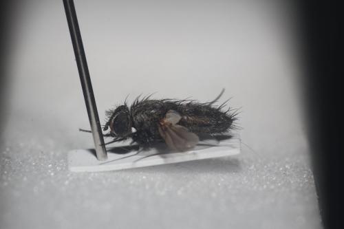 Zeuxia cinerea