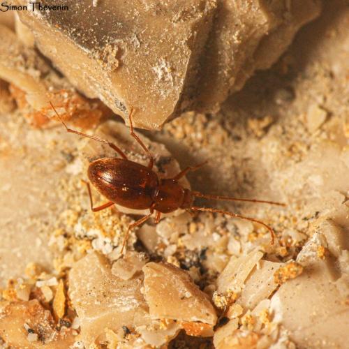 Réf. 346 860 : Troglodromus bucheti bonafonsi