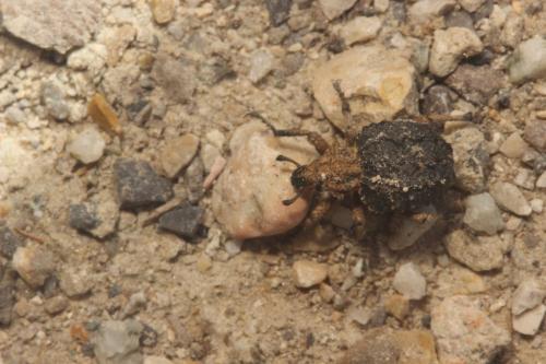 Brachycerus lutosus