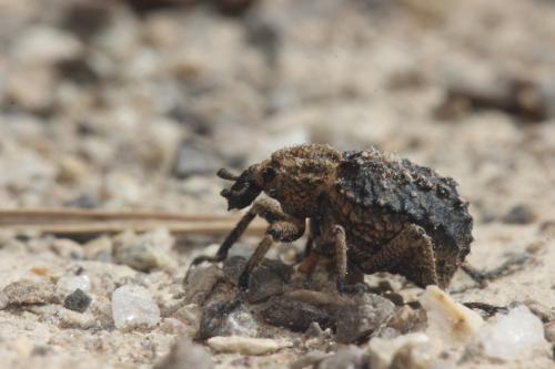 Brachycerus lutosus