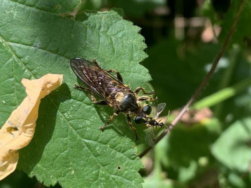 Réf. 346 866 : Choerades fimbriata