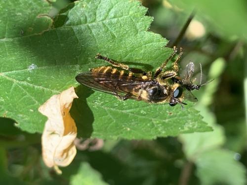Réf. 346 864 : Choerades fimbriata