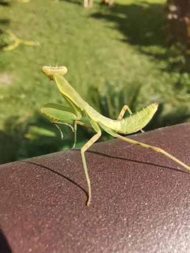 Réf. 346 402 : Hierodula patellifera