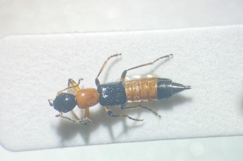 Réf. 346 217 : Paederus sp.
