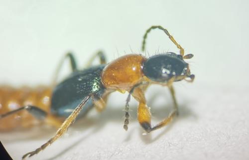 Réf. 346 218 : Paederus sp.