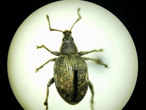 Réf. 346 223 : Peritelus sphaeroides